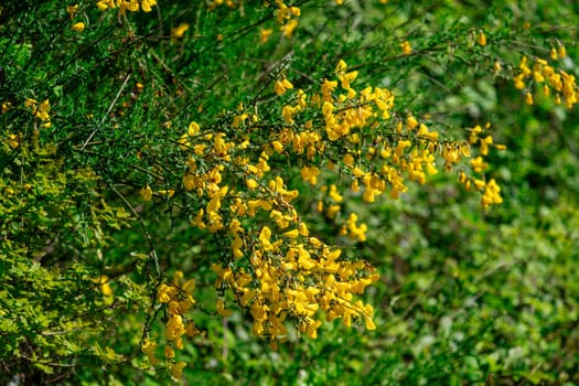 A bunch of yellow flowers are growing in a green bush. The flowers are in full bloom and are very bright. Scene is cheerful and lively