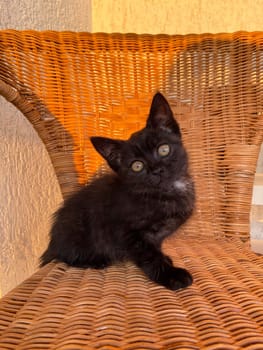 A black kitten in a rattan chair in the garden. Pet and cat concept.