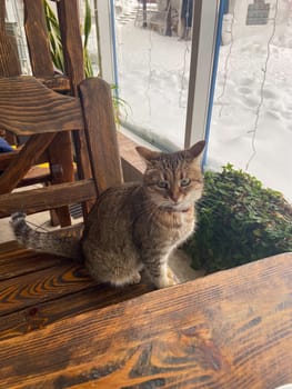 Curious scottish cat sitting on blanket on bed. Beautiful domestic grey cat with yellow eyes wear red collar with bell looking aside, relaxing, daylight from window