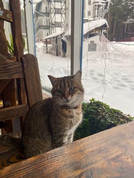 Curious scottish cat sitting on blanket on bed. Beautiful domestic grey cat with yellow eyes wear red collar with bell looking aside, relaxing, daylight from window