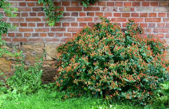 scentless St. John´s wort in front of a brick wall