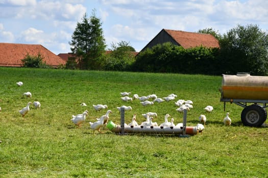 Free-range ducks on a lush green meadow