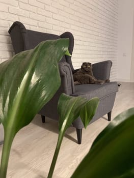 Scottish Fold cat perches on a chair, gazing out with its folded ears and round eyes, embodying elegance and curiosity