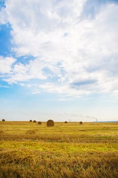 beautiful summer wheat field with lying round bales, blue sky with clouds.