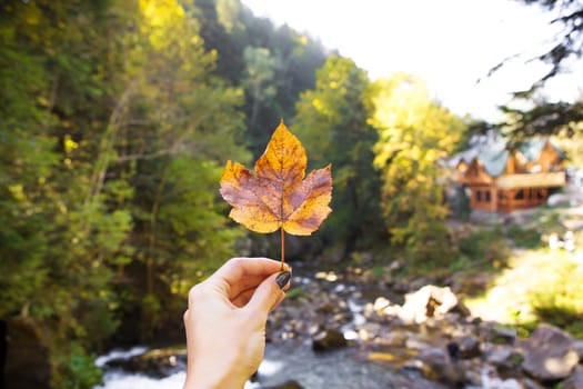 Autumn in the Carpathians. A girl holding a maple leaf against the background of a river.