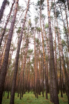 beautiful dense pine forest in autumn.