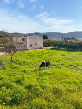Cow grazing on a lawn near the town of Bar, Montenegro.