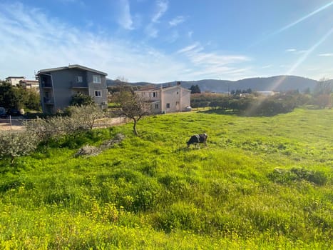 Cow grazing on a lawn near the town of Bar, Montenegro.