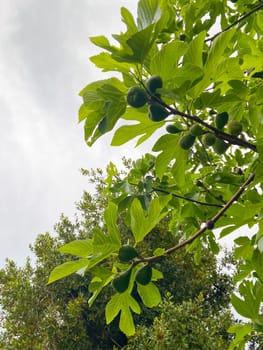 First delicate figs on a fig tree, spring time.