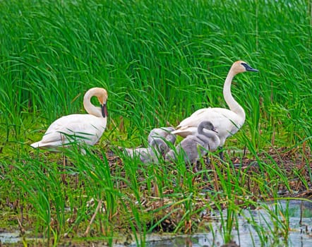 Trumpeter Swan Family on Their Nest Site in Horicon National Wildlife Refuge in Wisconsin