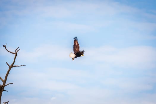 Bald eagle taking off a dry tree in a nature preserve in Florida