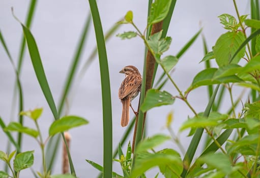 A Song Sparrow Watching From the Grasses in Horicon National Wildlife Refuge in Wisconsin