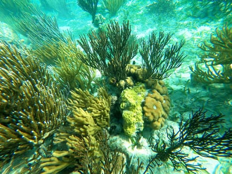 Beautifiul underwater colorful coral reef at Caribbean Sea at Honeymoon Beach on St. Thomas, USVI - travel concept