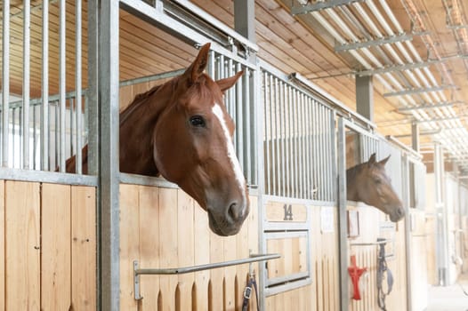 Beautiful horse standing in a stall in the modern stable.