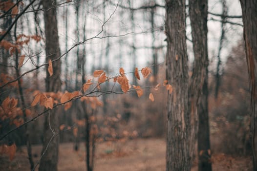 A beautifully tranquil autumn scene showcasing branches adorned with brown leaves and tall, bare trees