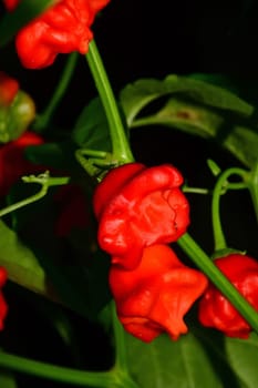 bishops crown chili on its plant