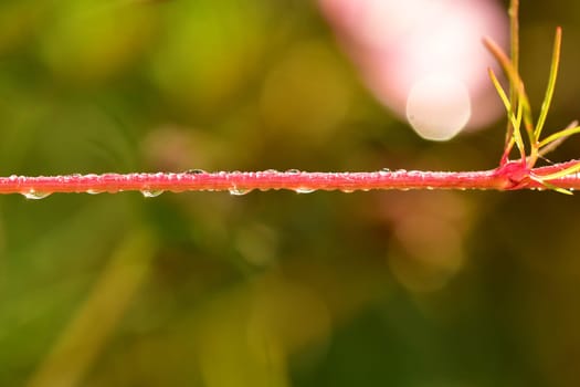 dew drops on a branch in backlit