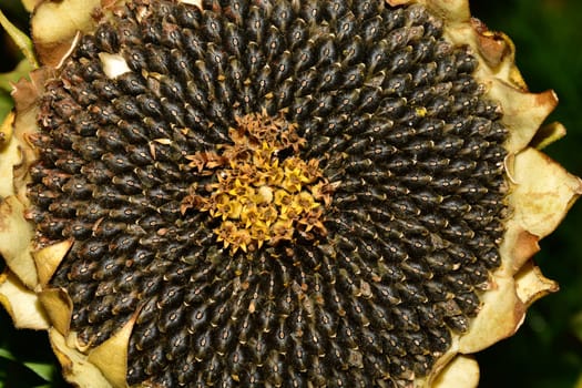 sunflower seeds in a sunflower