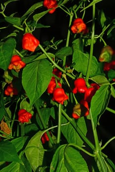 bishops crown chili on its plant