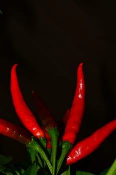 Thai chili on its plant