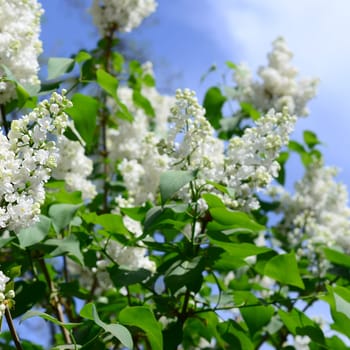 Branches of white lilac and green leaves. Background with beautiful blooming branch of lilac