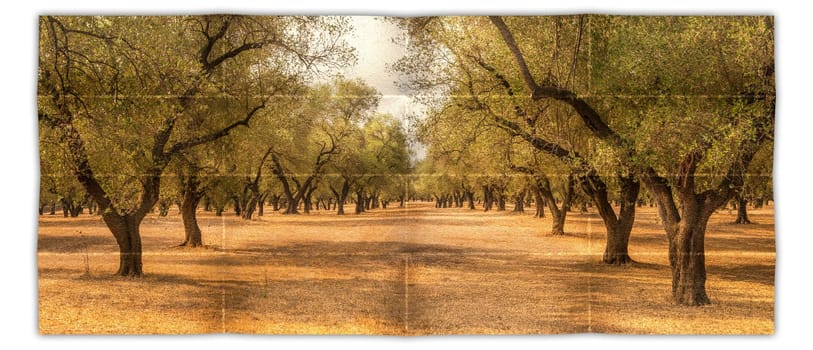 Creative picture of olive tree. Vintage design, natural background, nobody