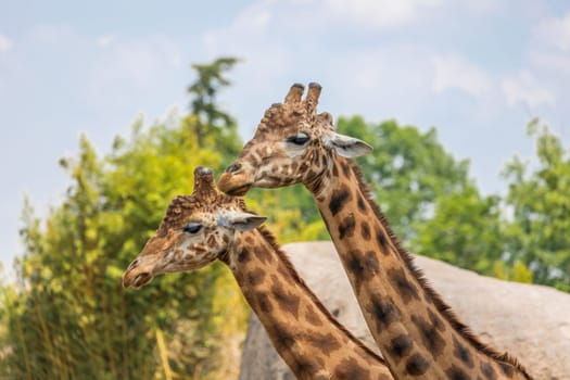 Natural reserve in Kenya. Couple of giraffes in safari park. Wildlife animals in savanna.