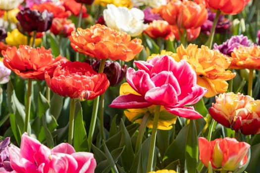 Blooming tulips field in Holland, springtime - beautiful multicolored background, sunlight