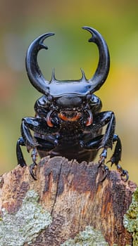 Imposing stag beetle perched on a weathered tree stump, its impressive antler like mandibles and glossy exoskeleton highlighted against a soft focus natural backdrop.