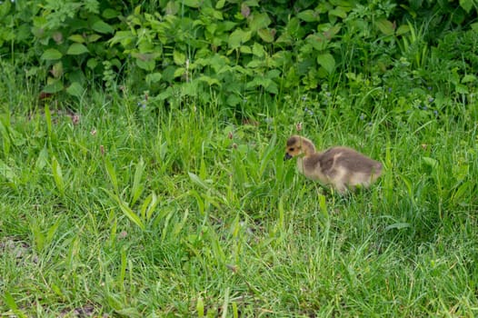 Chicks of Canada geese ( Branta canadensis ) in green grass in the wild