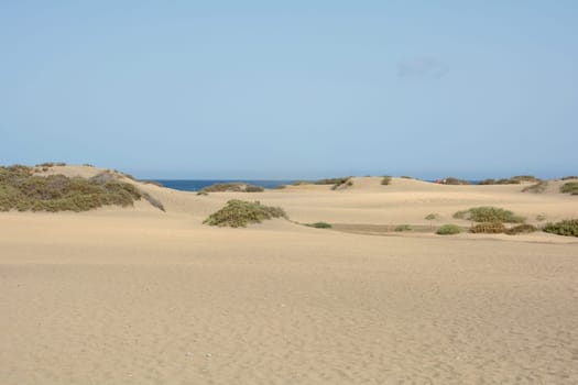 In the dunes of Maspalomas on Gran Canaria in Spain. The huge sand dunes resemble a small desert and are a nature reserve