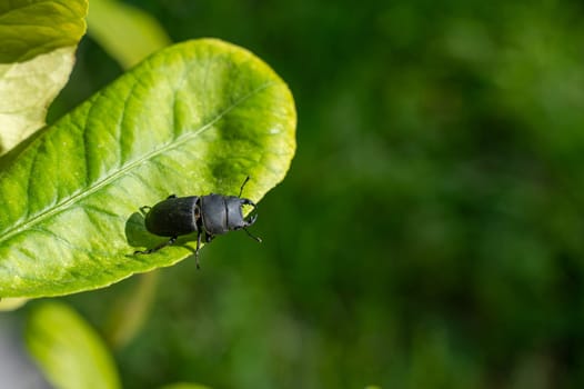 A bark beetle (Dorcus parallelipipedus) also called the dwarf stag beetle, on a green leaf in nature