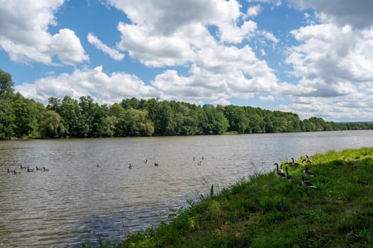Lots of Canada geese ( Branta canadensis ) on a meadow on the river bank and some swimming in the water