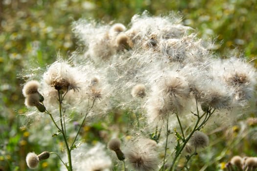 Wilted thistles in a field with lots of flying seeds
