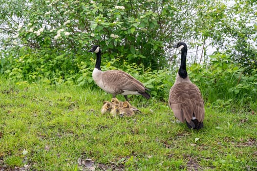 Family of Canada geese ( Branta canadensis ) with goslings in green grass in the nature