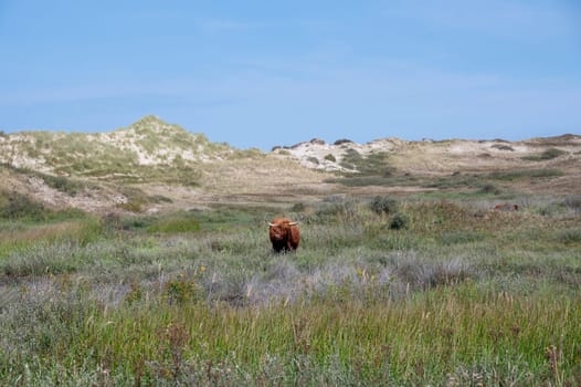 A Scottish highland cattle in the dune hinterland in a nature park near Egmond aan Zee in the Netherlands