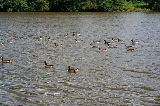 Many Canada geese ( Branta canadensis ) swimming in the water near the river bank
