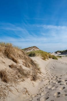 Dunes landscape  with beach grass on the North Sea coast in the Netherlands