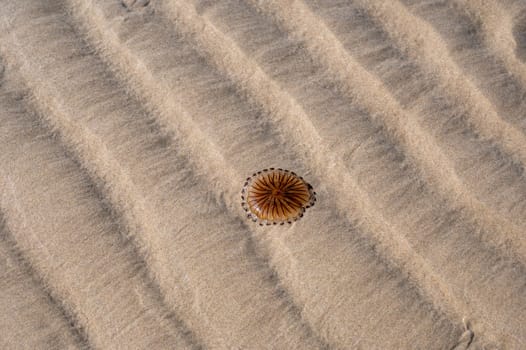 A jellyfish washed up on the sandy shore in the north of the Netherlands
