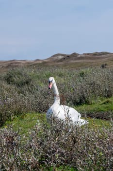 A white swan ( Cygnus ) stands in a dune landscape,  in a nature reserve near Egmond aan Zee in the Netherlands