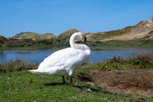 A white swan (Cygnus) stands on the shore of a small lake in a dune landscape in a nature reserve near Egmond aan Zee in the Netherlands