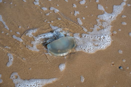 A jellyfish washed up on the sandy shore in the north of the Netherlands