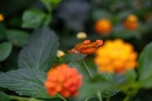 Dryas iulia butterfly on a plant in green nature