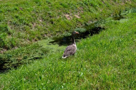 A goose in green nature