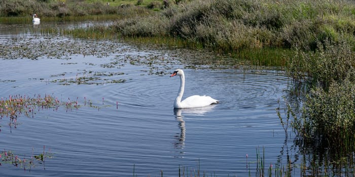A white swan ( Cygnus ) swims in the water of a small lake in a dune landscape in a nature reserve near Egmond aan Zee in the Netherlands