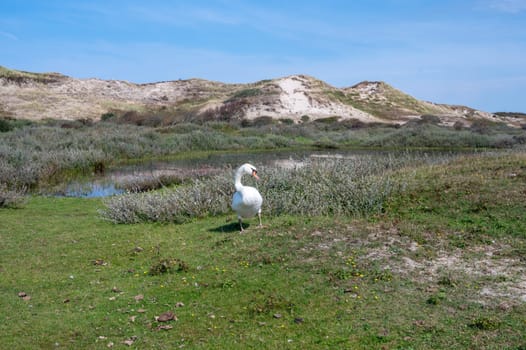 A white swan ( Cygnus ) stands in a dune landscape,  in a nature reserve near Egmond aan Zee in the Netherlands