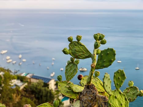 Close-up of a cactus with a background of the sea and anchored boats in Giardini Naxos, Sicily, creating a serene and relaxing atmosphere.