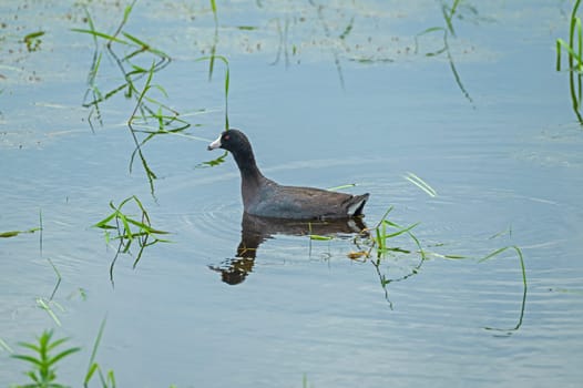 An American Coot Swimming in a Wetland Pond in Horicon Marsh in Wisconsin