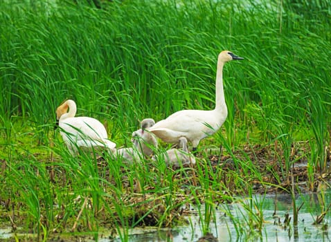 Trumperter Swans at the Wetland Nest Site in Horicon Marsh in Wisconsin