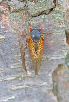 17 year Cicada on a Tree Trunk in a Forest in Illinois